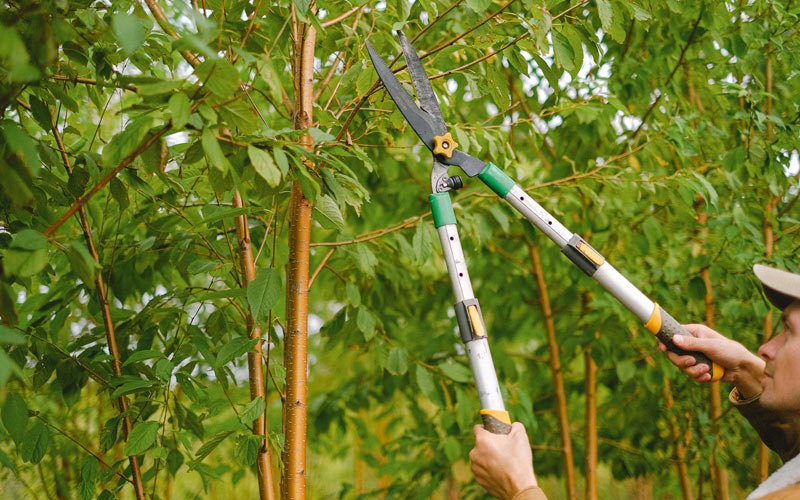 Tree trimming in Greenville, MO